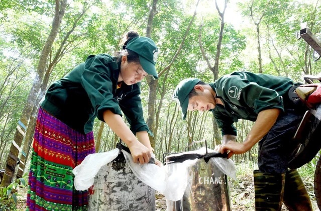 Làm công nhân cao su, đời sống khấm khá
